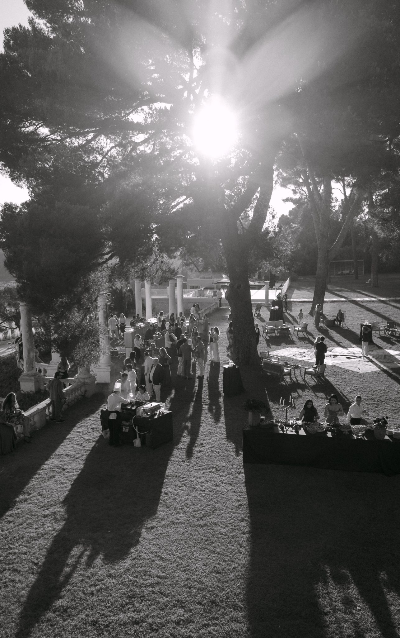 Guests gathered in the garden under the pine trees in backlight, black and white
