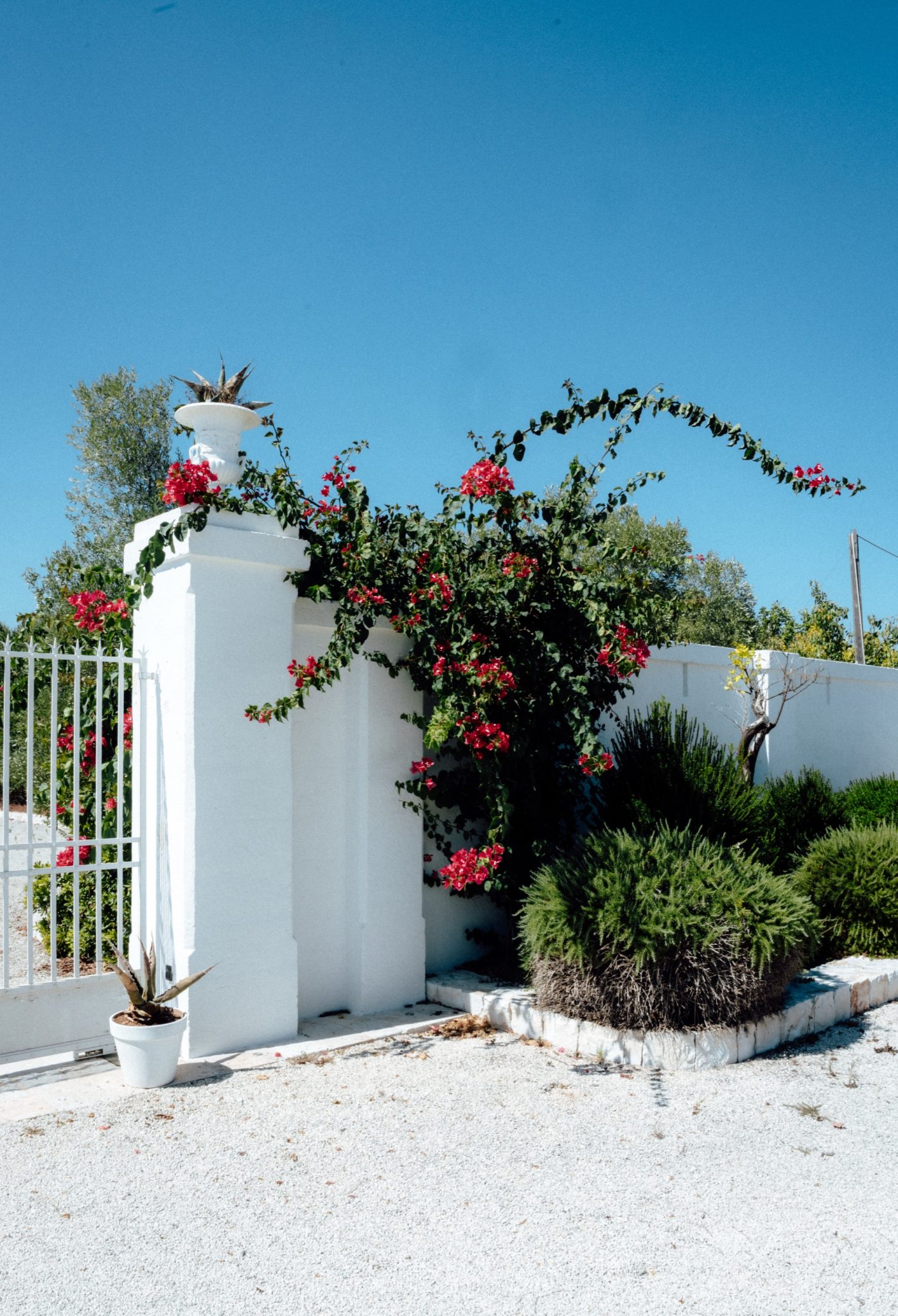White gate and wall covered in red bougainvillea at La Masseria Lamacerase in Puglia